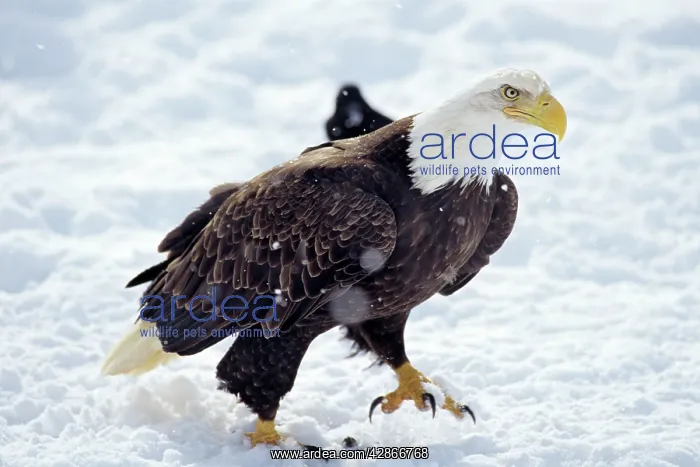 : Bald Eagle - walking across snow covered ground : Bald Eagle - walking across snow covered ground