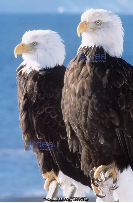 : BALD EAGLE - x two close-up : BALD EAGLE - x two close-up