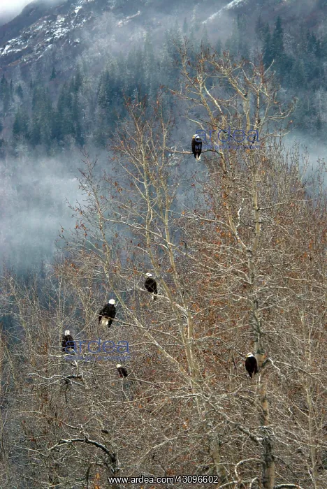 : Bald Eagles : Bald Eagles