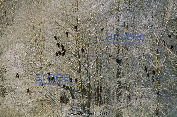 : Bald Eagles : Bald Eagles