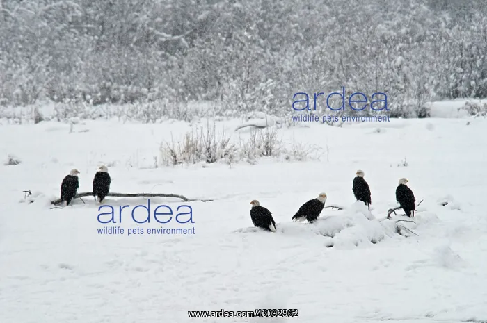 : Bald Eagles, Alaska : Bald Eagles, Alaska
