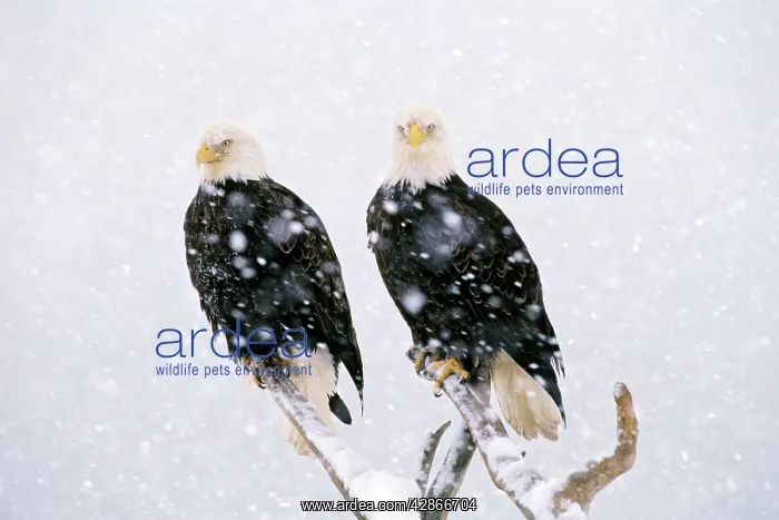 : Bald Eagles - in heavy winter snowstorm : Bald Eagles - in heavy winter snowstorm