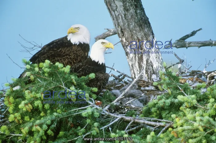 : Bald Eagles on nest : Bald Eagles on nest