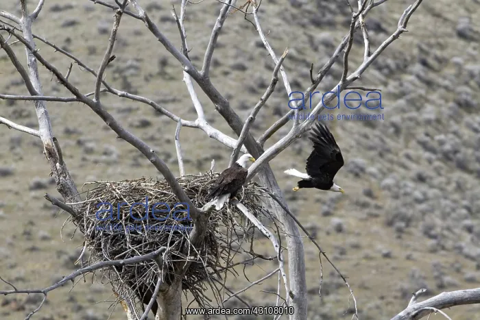 : Bald Eagles Nesting : Bald Eagles Nesting
