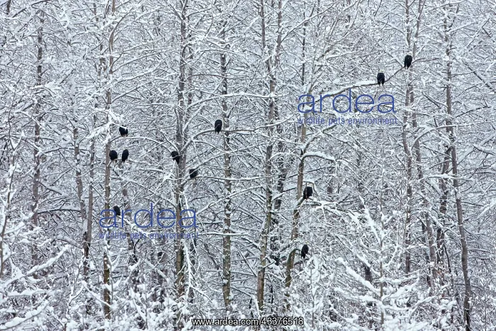 : Bald Eagles perched on trees covered with snow : Bald Eagles perched on trees covered with snow