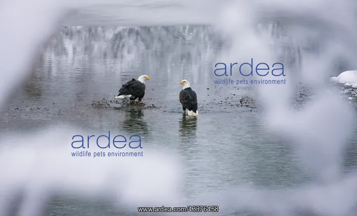 : Bald Eagles on the river in the forest covered with : Bald Eagles on the river in the forest covered with