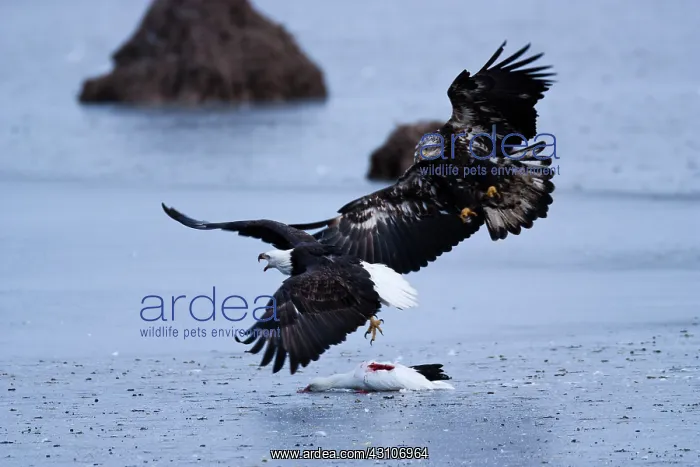 : Bald Eagles and Snow Goose : Bald Eagles and Snow Goose