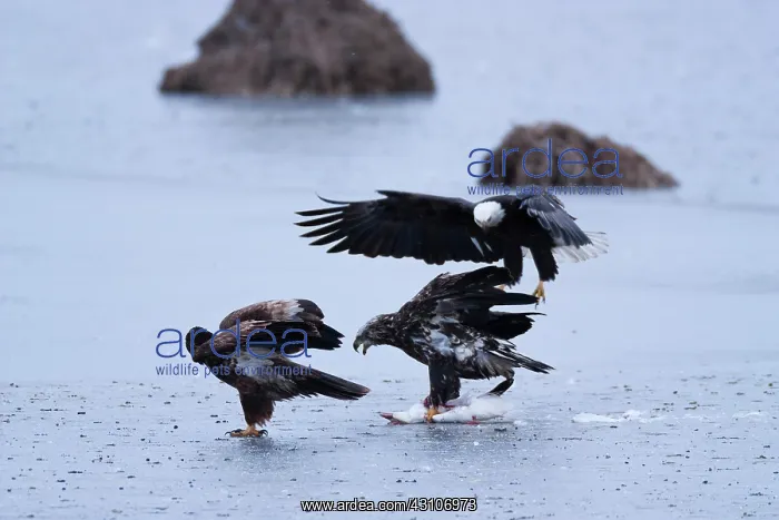 : Bald Eagles and Snow Goose : Bald Eagles and Snow Goose