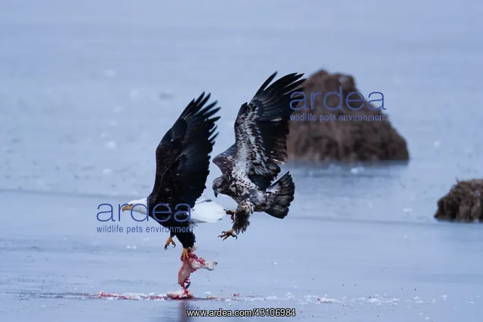 : Bald Eagles and Snow Goose : Bald Eagles and Snow Goose