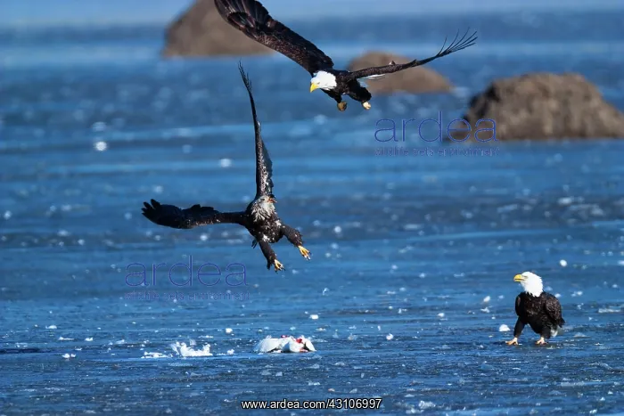 : Bald Eagles and Snow Goose : Bald Eagles and Snow Goose