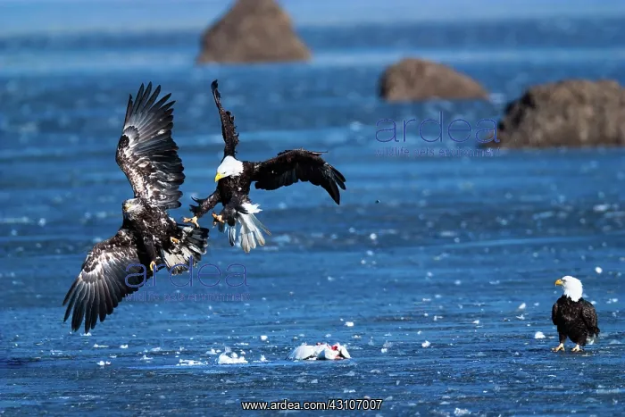 : Bald Eagles and Snow Goose : Bald Eagles and Snow Goose