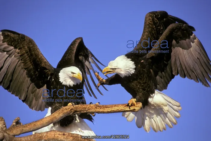 : Bald Eagles - Squabble over perch : Bald Eagles - Squabble over perch