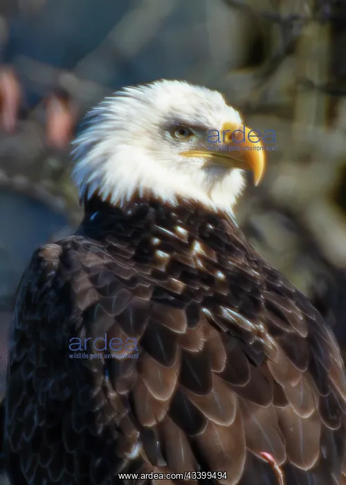 : Bald Eagles along Washington States Nooksack River : Bald Eagles along Washington States Nooksack River