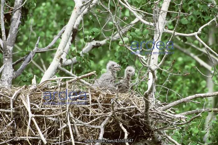 : Bald Eaglets in Nest : Bald Eaglets in Nest