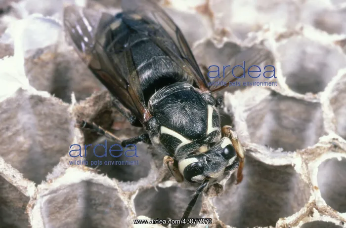: Bald-faced Hornet : Bald-faced Hornet