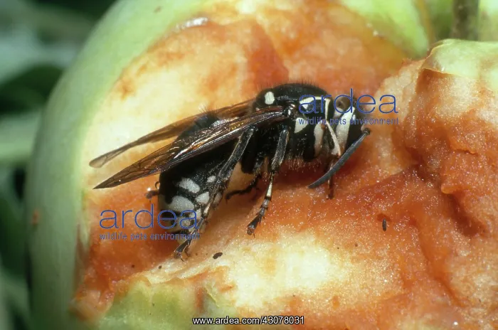 : Bald-faced Hornet : Bald-faced Hornet