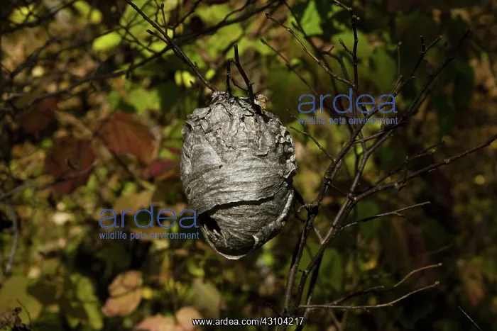 : Bald-Faced Hornet Nest : Bald-Faced Hornet Nest
