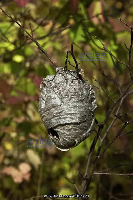 : Bald-Faced Hornet Nest : Bald-Faced Hornet Nest