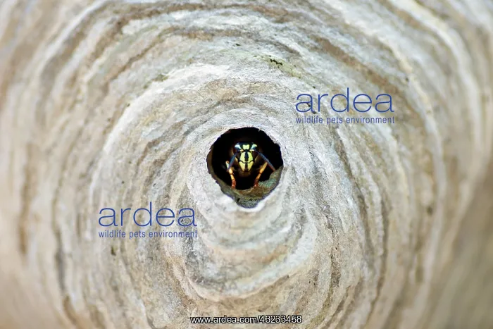 : Bald-faced hornet, Vespula maculata, emerging : Bald-faced hornet, Vespula maculata, emerging