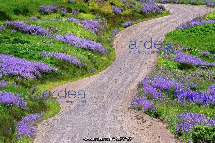 : Bald Hills Road through lupine flowers, California : Bald Hills Road through lupine flowers, California