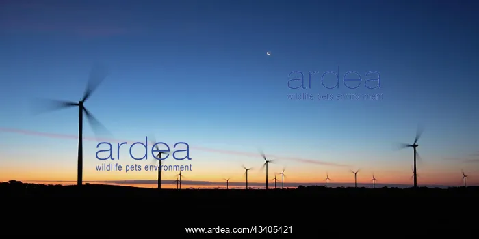  : The Bald Hills Wind Farm near Walkerville at dusk i