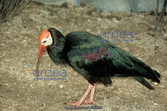  : BALD IBIS (Geronticus calvus)