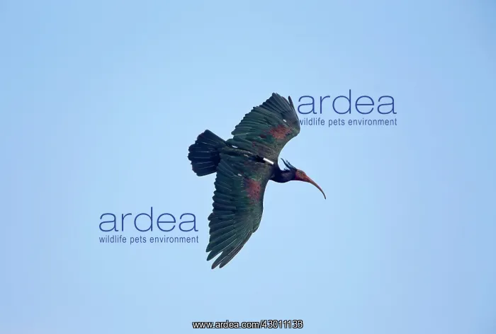  : Bald Ibis in flight