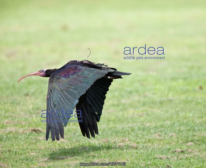  : Bald Ibis in flight