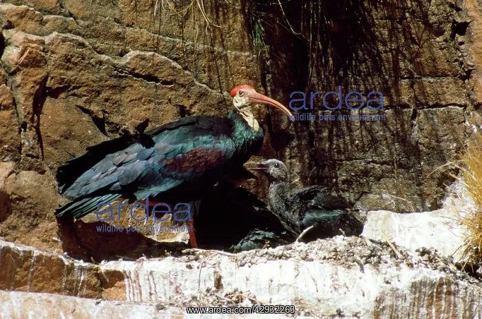 : BALD IBIS - WITH CHICK AT NEST : BALD IBIS - WITH CHICK AT NEST