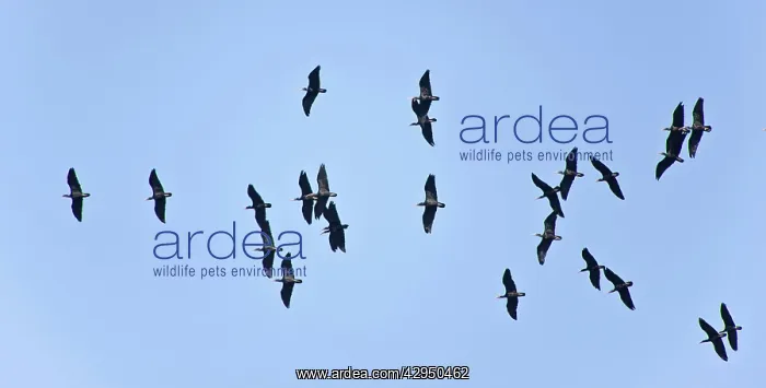 : Bald Ibis - flock in flight : Bald Ibis - flock in flight