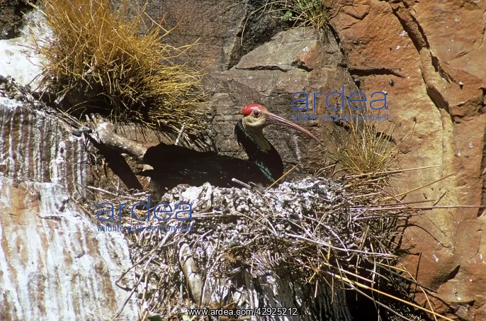 : Bald Ibis - on nest : Bald Ibis - on nest