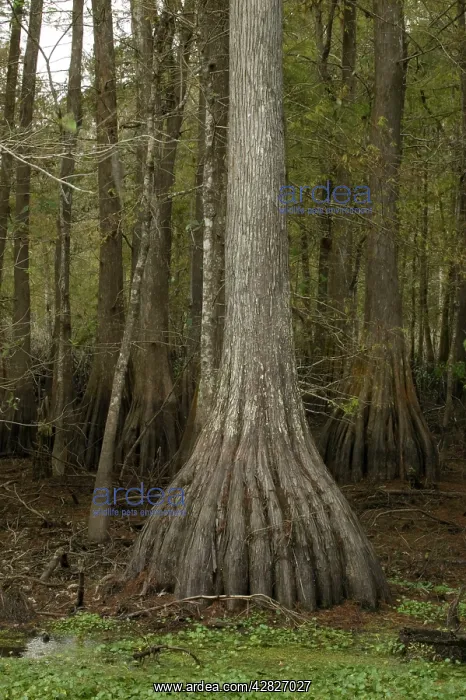: Bald / Swamp Cypress - Found in southern U.S. and : Bald / Swamp Cypress - Found in southern U.S. and