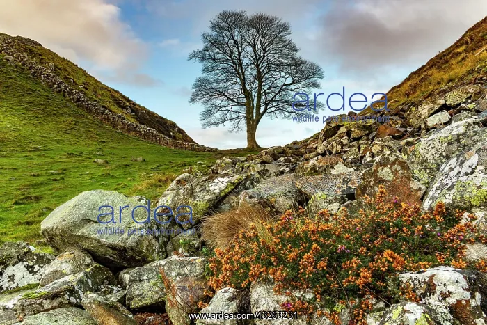 : Bald tree in autumn landscape, Greenhead, Northumberland : Bald tree in autumn landscape, Greenhead, Northumberland