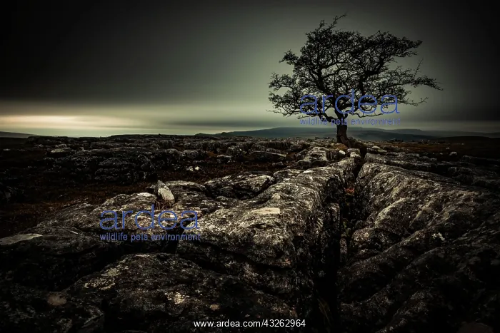: Bald tree on rocky ground with dark cloudy sky : Bald tree on rocky ground with dark cloudy sky