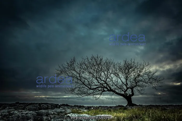  : Bald tree on rocky ground with dramatic cloud sky