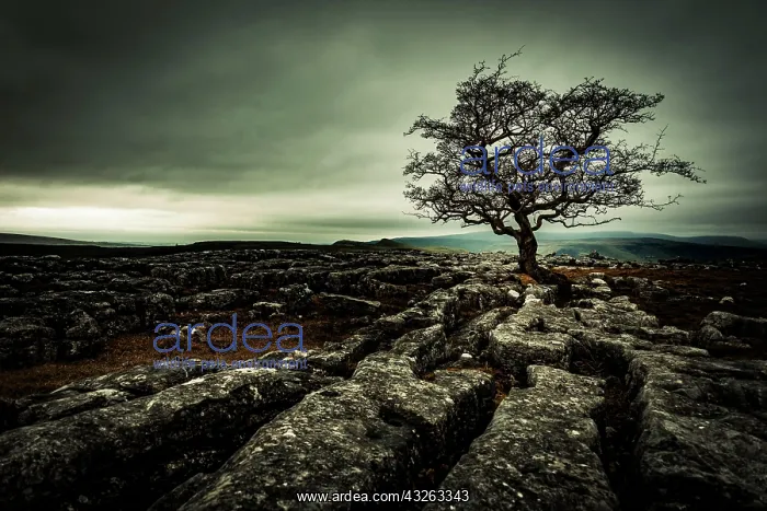 : Bald tree on rocky ground with dramatic cloud sky : Bald tree on rocky ground with dramatic cloud sky