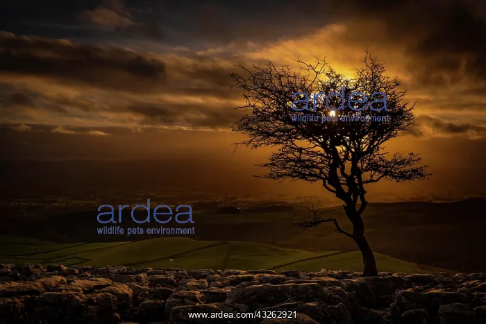  : Bald tree on rocky ground at sunset, Settle, Yorkshire