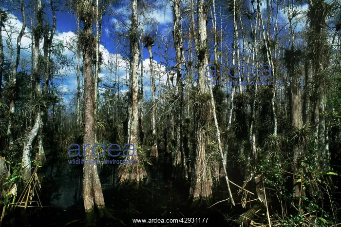 : Baldcypress : Baldcypress