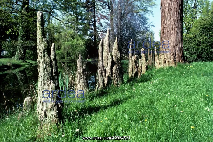  : Baldcypress - knees