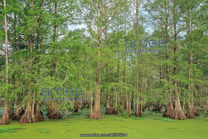 : Baldcypress swamp (water covered mostly by duckweed) : Baldcypress swamp (water covered mostly by duckweed)