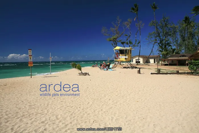 : Baldwin Beach Park with a golden sandy beach and : Baldwin Beach Park with a golden sandy beach and