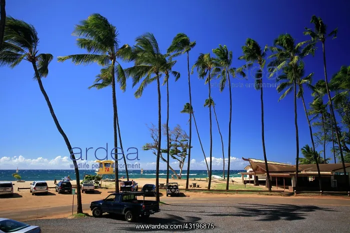 : Baldwin Beach Park with palm trees, a golden sandy : Baldwin Beach Park with palm trees, a golden sandy