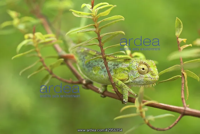 : Bale Mountains Heather Chameleon : Bale Mountains Heather Chameleon