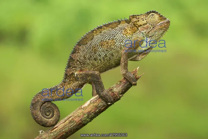 : Bale Mountains Heather Chameleon : Bale Mountains Heather Chameleon