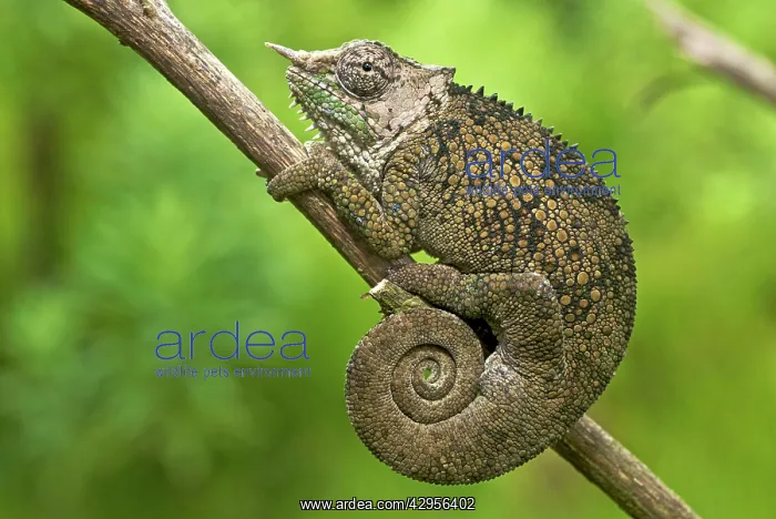 : Bale Mountains Two Horned Chameleon : Bale Mountains Two Horned Chameleon