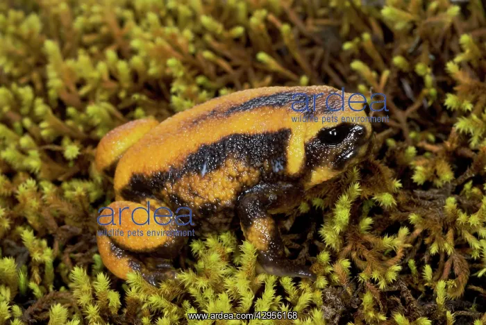 : Bale mountains Moss Frog : Bale mountains Moss Frog