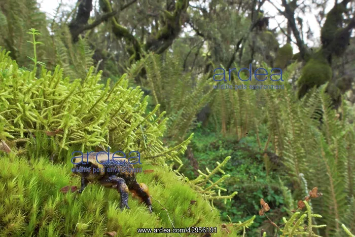 : Bale mountains Moss Frog : Bale mountains Moss Frog