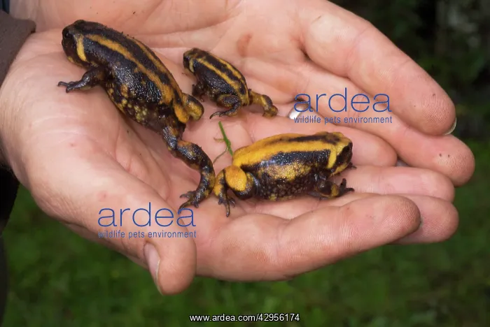 : Bale mountains Moss Frog - three speciemens in manIs hands : Bale mountains Moss Frog - three speciemens in manIs hands