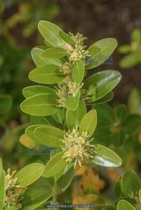 : Balearic boxwood, Buxus balearica, in flower in : Balearic boxwood, Buxus balearica, in flower in