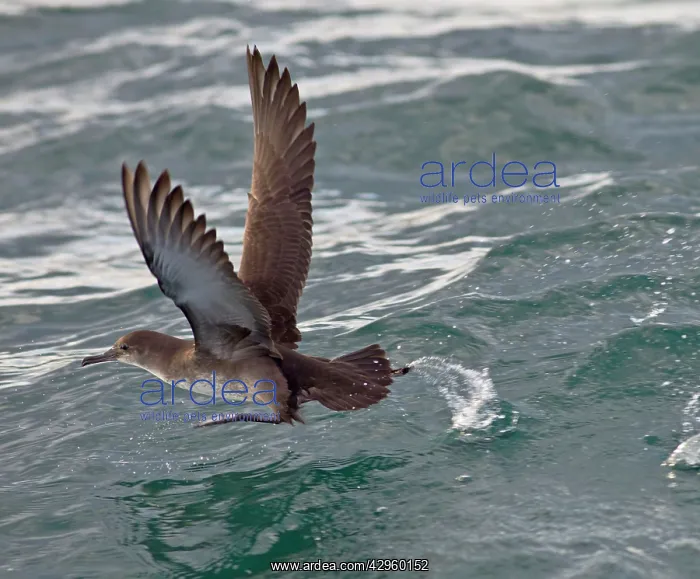 : Balearic Shearwater - in flight - running on the : Balearic Shearwater - in flight - running on the